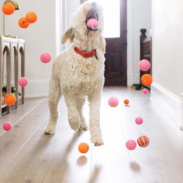 Puppy playing with balls | Vallow Floor Coverings, Inc.